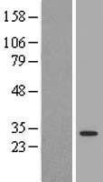 NBL1-17951 - 14-3-3 Lysate